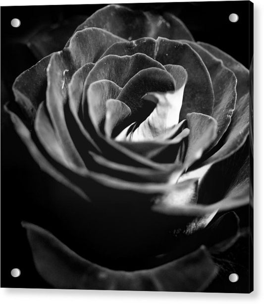 Large Black and White Rose - Acrylic Print