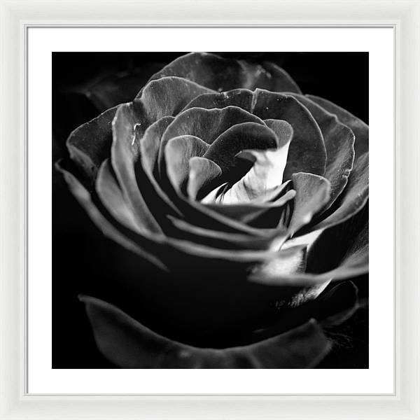 Large Black and White Rose - Framed Print