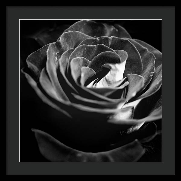 Large Black and White Rose - Framed Print