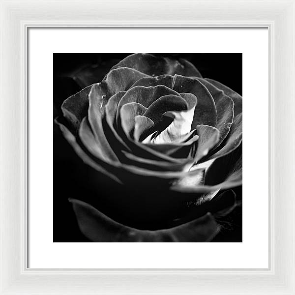 Large Black and White Rose - Framed Print