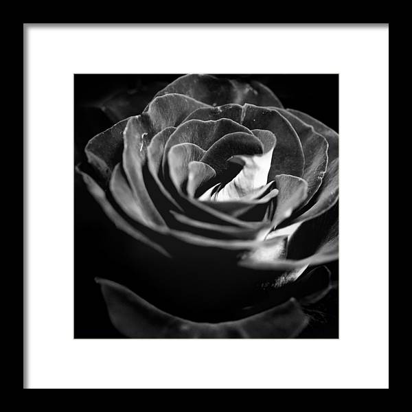 Large Black and White Rose - Framed Print