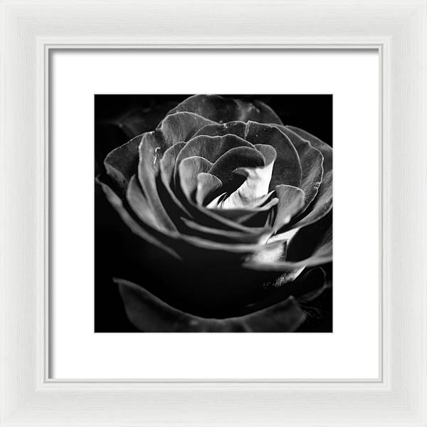 Large Black and White Rose - Framed Print