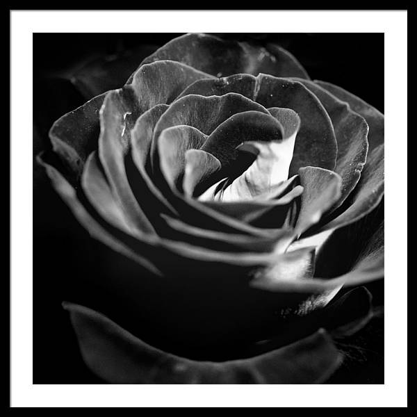 Large Black and White Rose - Framed Print