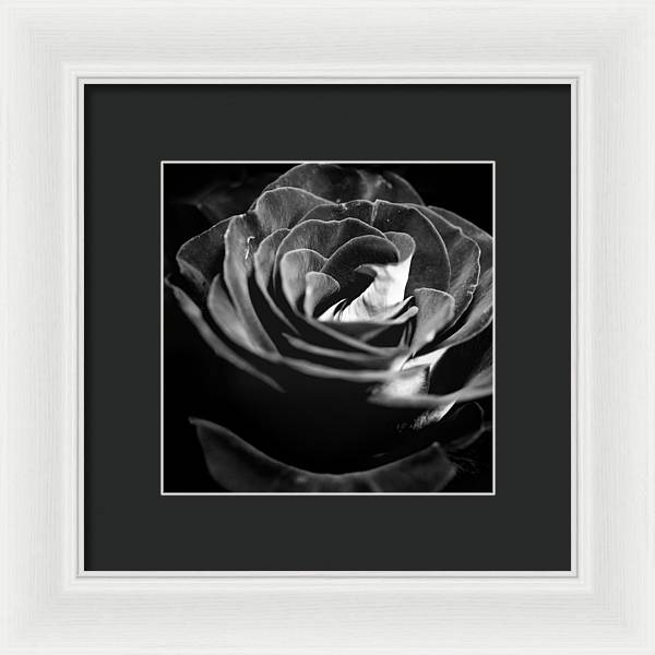 Large Black and White Rose - Framed Print