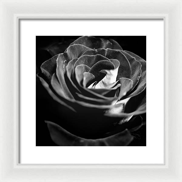 Large Black and White Rose - Framed Print