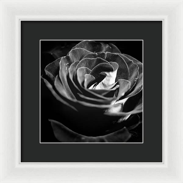 Large Black and White Rose - Framed Print