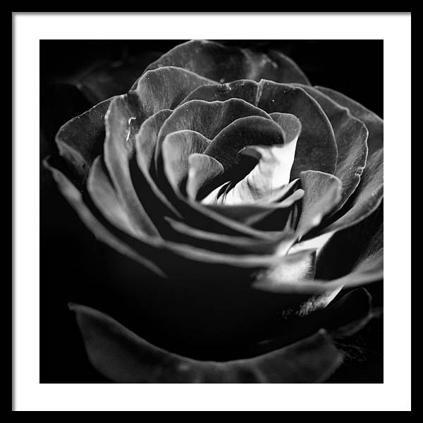 Large Black and White Rose - Framed Print