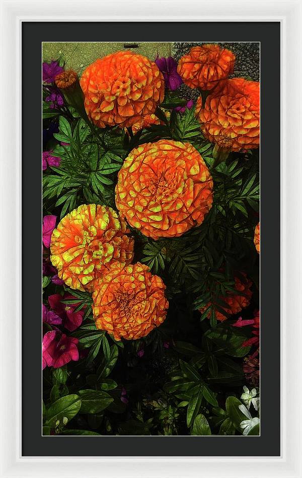 Large Marigolds - Framed Print