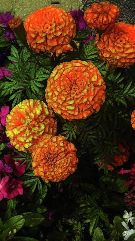 Large Marigolds - Art Print