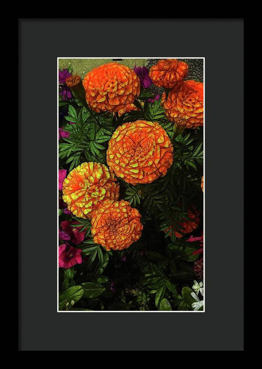 Large Marigolds - Framed Print