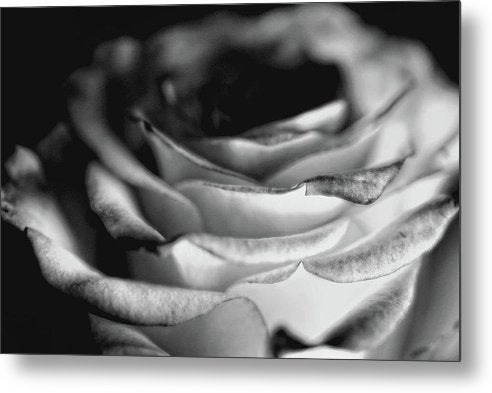 Light Black and White Rose - Metal Print