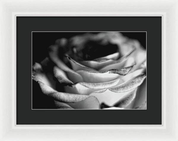 Light Black and White Rose - Framed Print