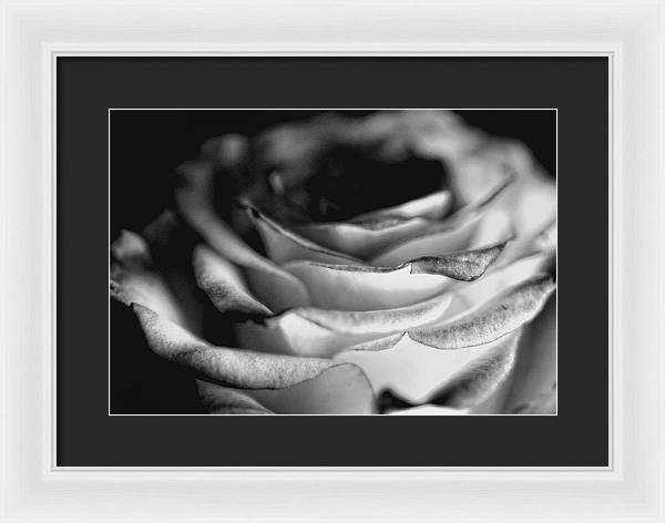 Light Black and White Rose - Framed Print