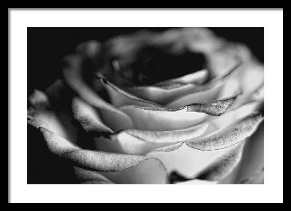 Light Black and White Rose - Framed Print