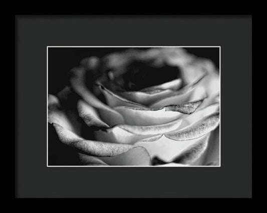 Light Black and White Rose - Framed Print
