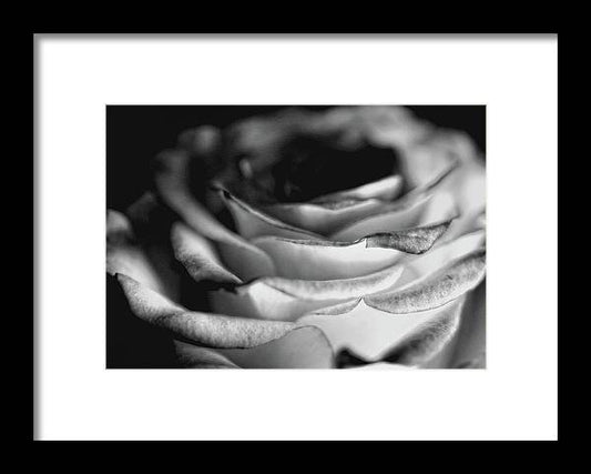 Light Black and White Rose - Framed Print