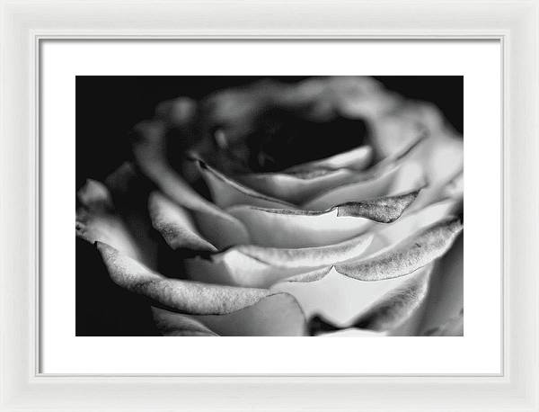 Light Black and White Rose - Framed Print
