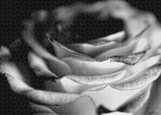 Light Black and White Rose - Puzzle