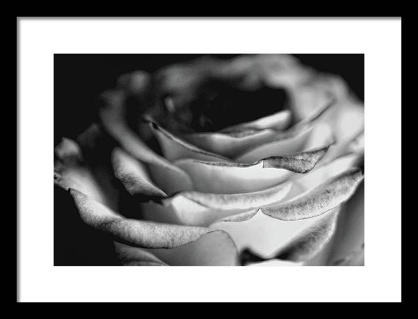 Light Black and White Rose - Framed Print