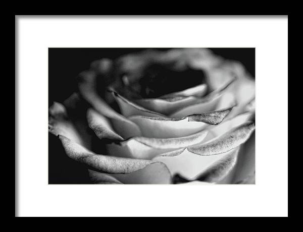 Light Black and White Rose - Framed Print