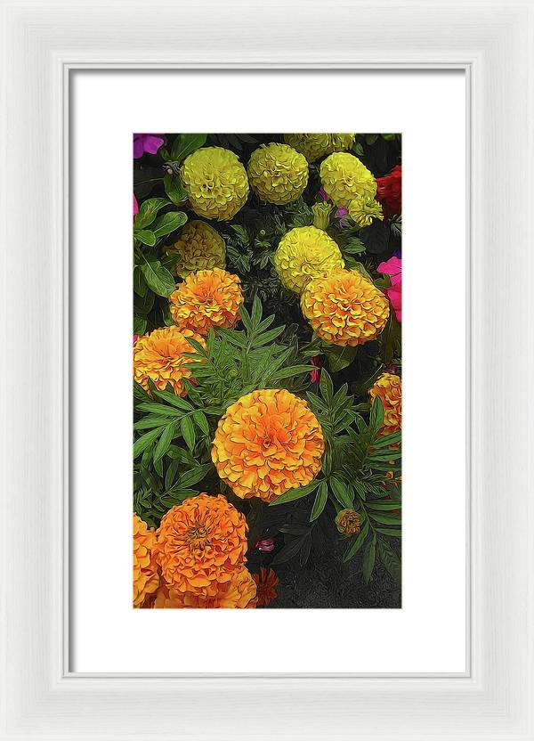 Marigold Garden - Framed Print