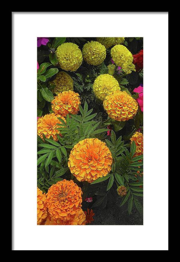 Marigold Garden - Framed Print