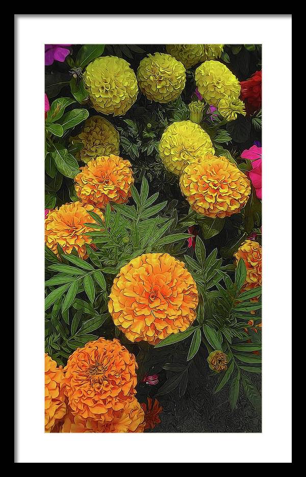 Marigold Garden - Framed Print
