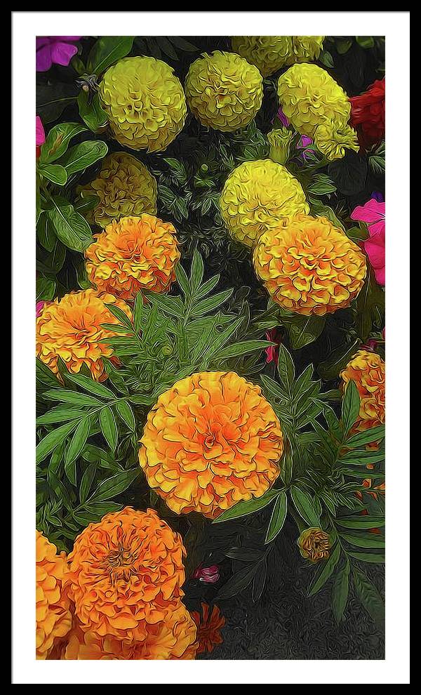 Marigold Garden - Framed Print