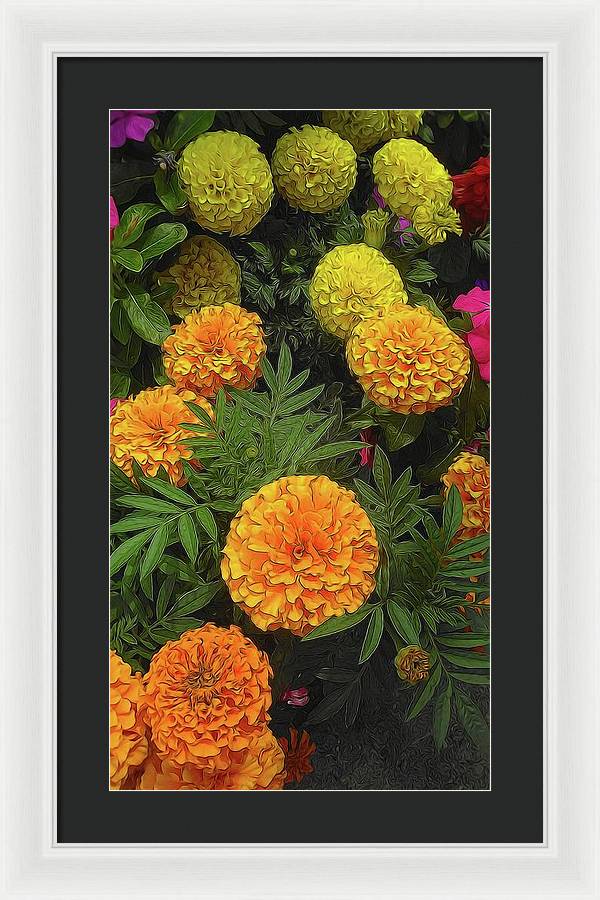 Marigold Garden - Framed Print