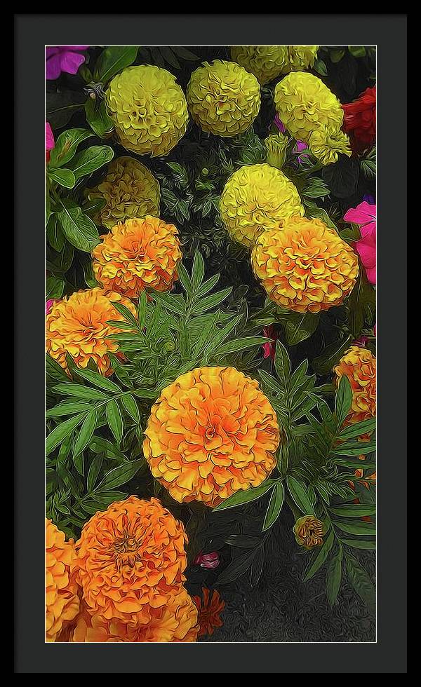 Marigold Garden - Framed Print