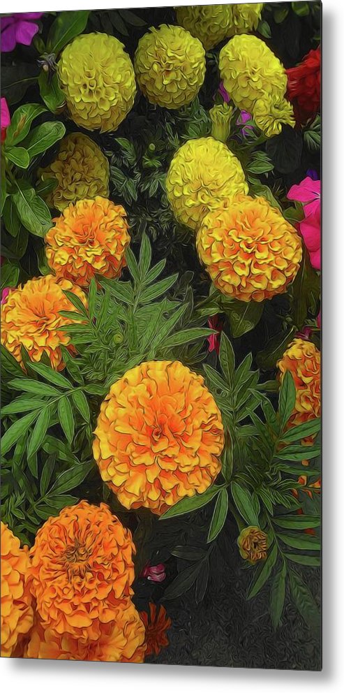 Marigold Garden - Metal Print