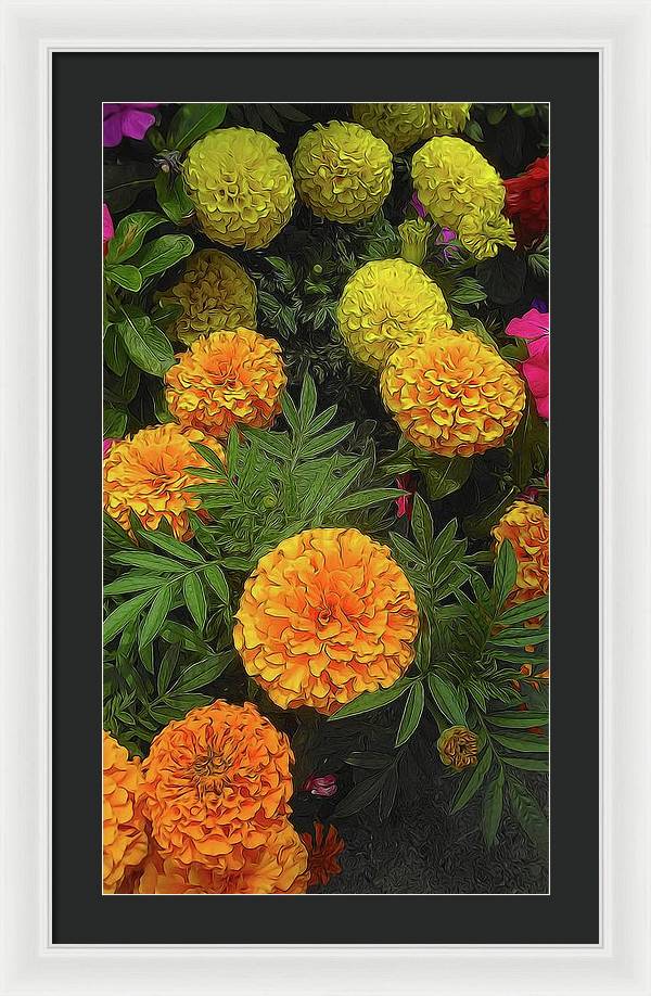 Marigold Garden - Framed Print
