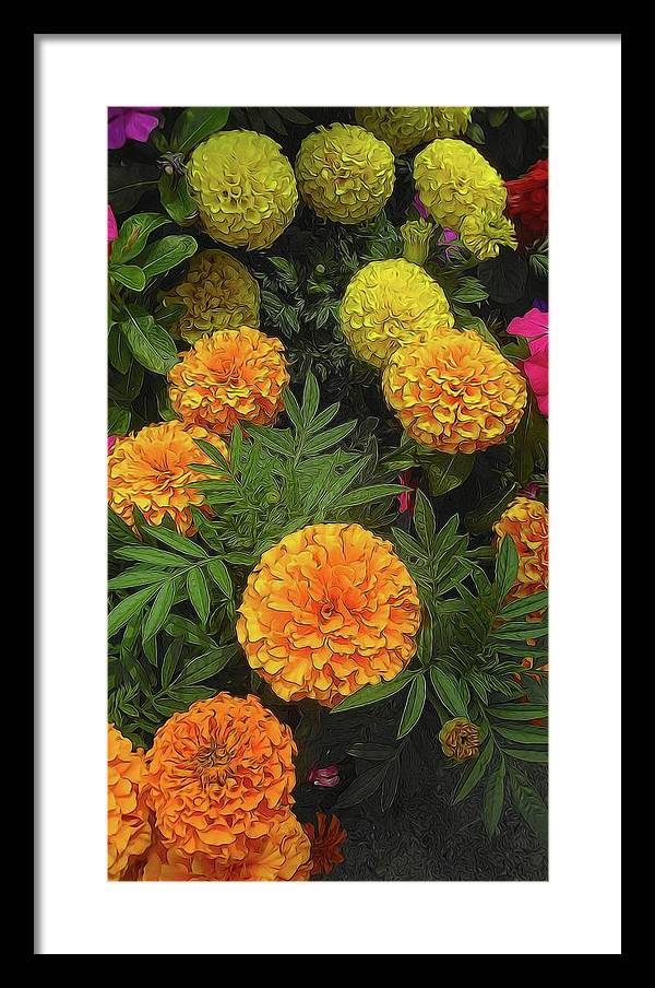 Marigold Garden - Framed Print