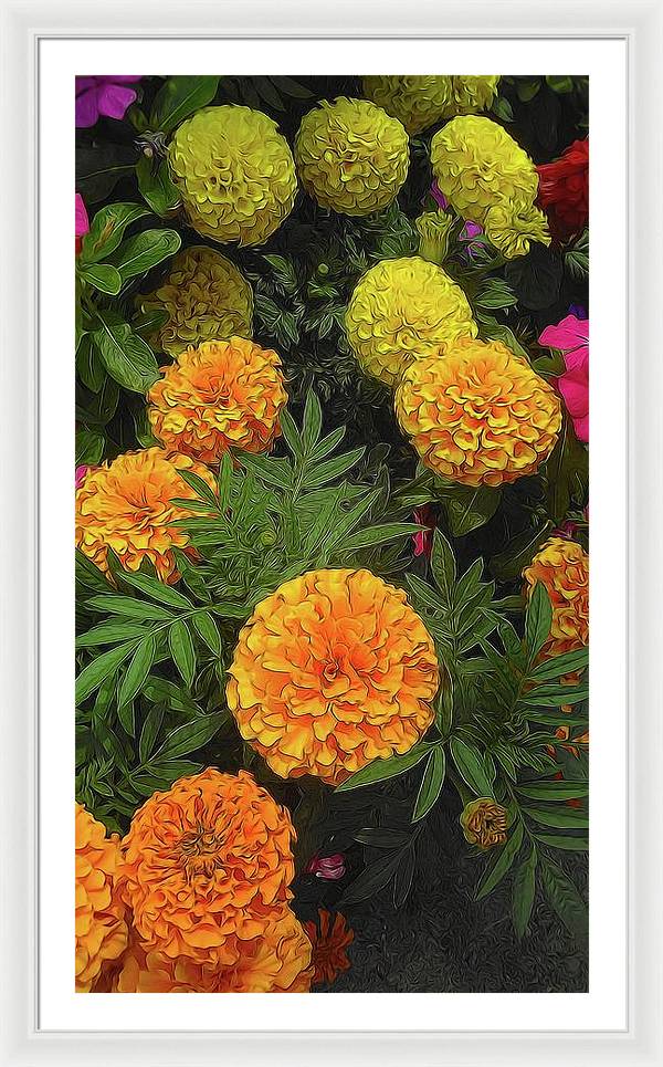 Marigold Garden - Framed Print
