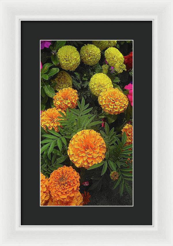 Marigold Garden - Framed Print