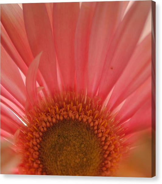 Pastel Pink and Yellow Daisy Center - Canvas Print