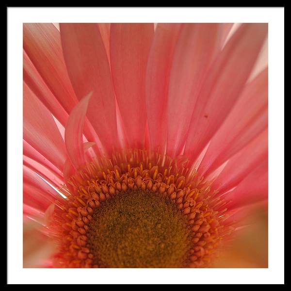 Pastel Pink and Yellow Daisy Center - Framed Print