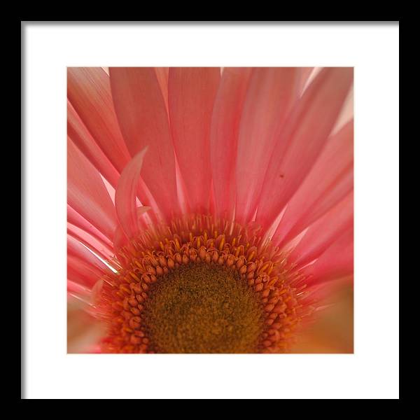 Pastel Pink and Yellow Daisy Center - Framed Print