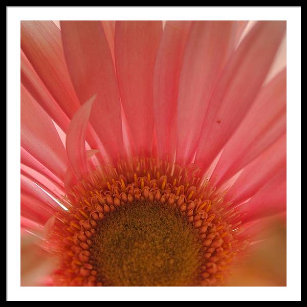 Pastel Pink and Yellow Daisy Center - Framed Print
