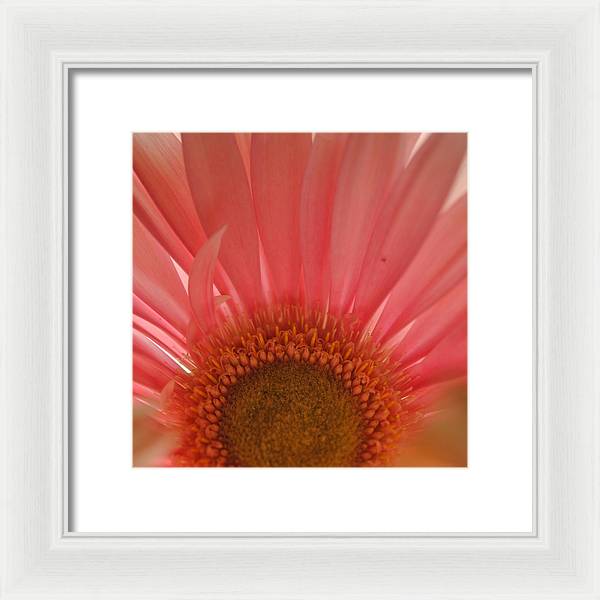 Pastel Pink and Yellow Daisy Center - Framed Print