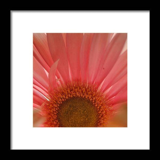 Pastel Pink and Yellow Daisy Center - Framed Print