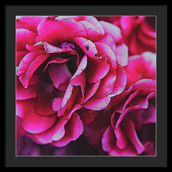 Pink and White Flowers - Framed Print