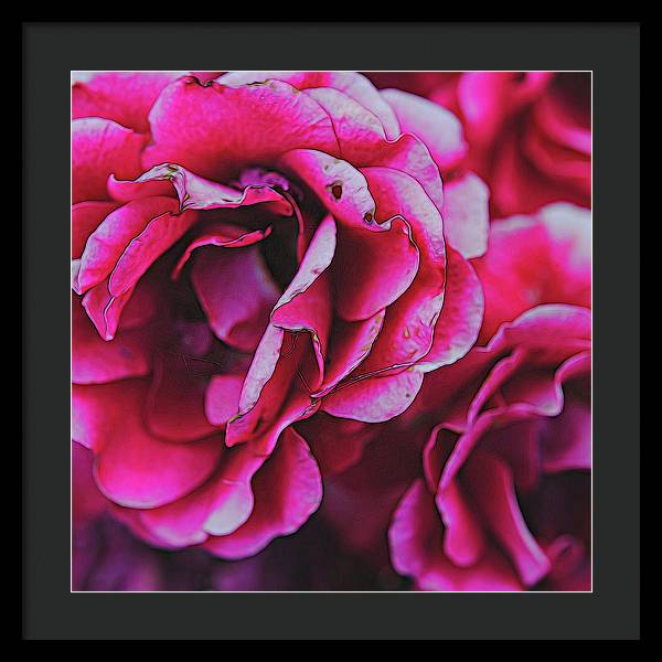 Pink and White Flowers - Framed Print