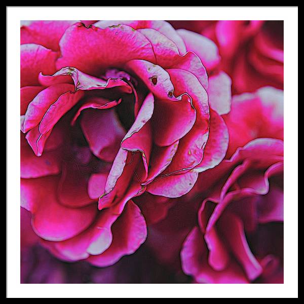 Pink and White Flowers - Framed Print