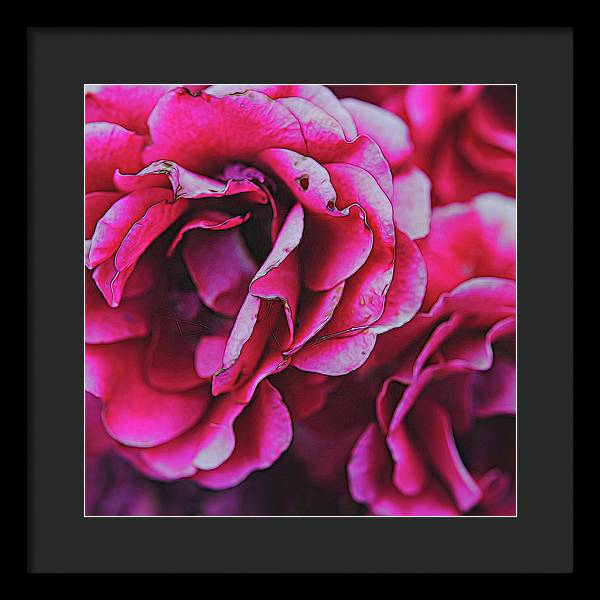 Pink and White Flowers - Framed Print