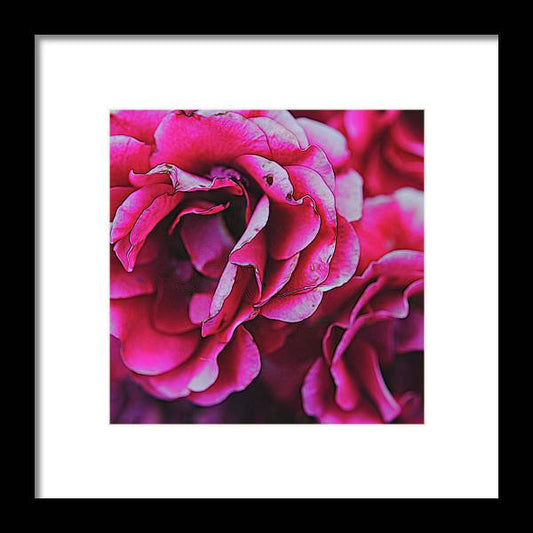 Pink and White Flowers - Framed Print