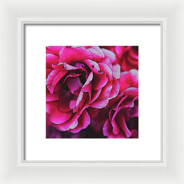 Pink and White Flowers - Framed Print