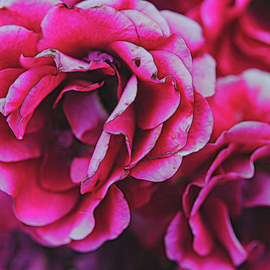 Pink and White Flowers - Art Print