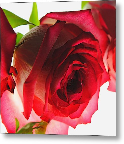 Pink Lined White Rose - Metal Print