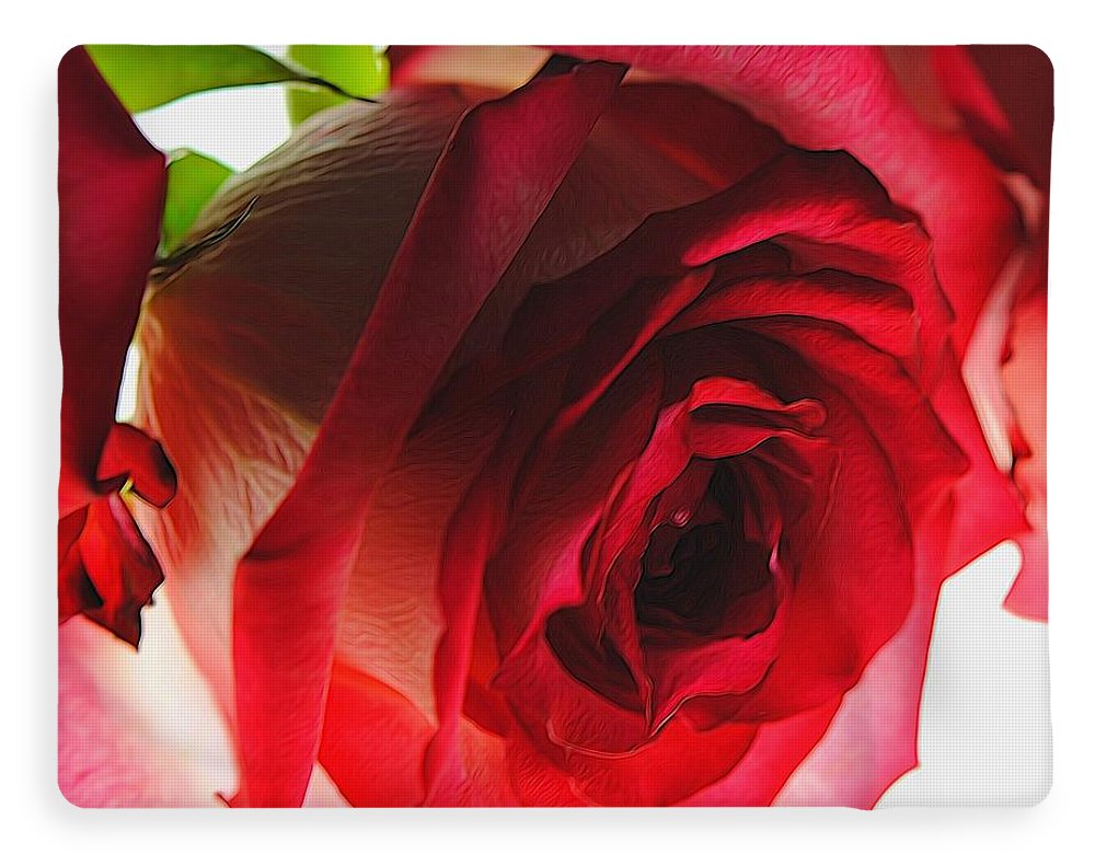 Pink Lined White Rose - Blanket